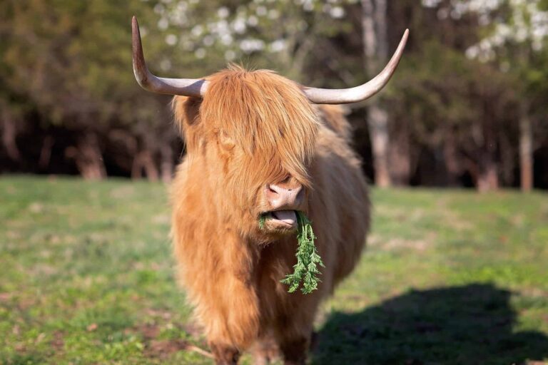 Scottish Highland Cow Grazing